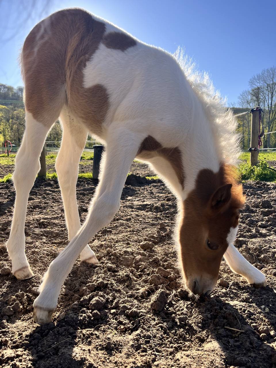 Pouliche PFS pie alezan