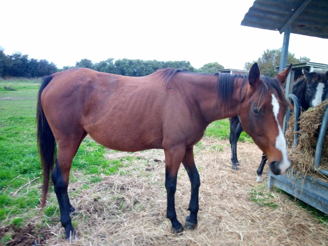 Jument-poulinière ps bai