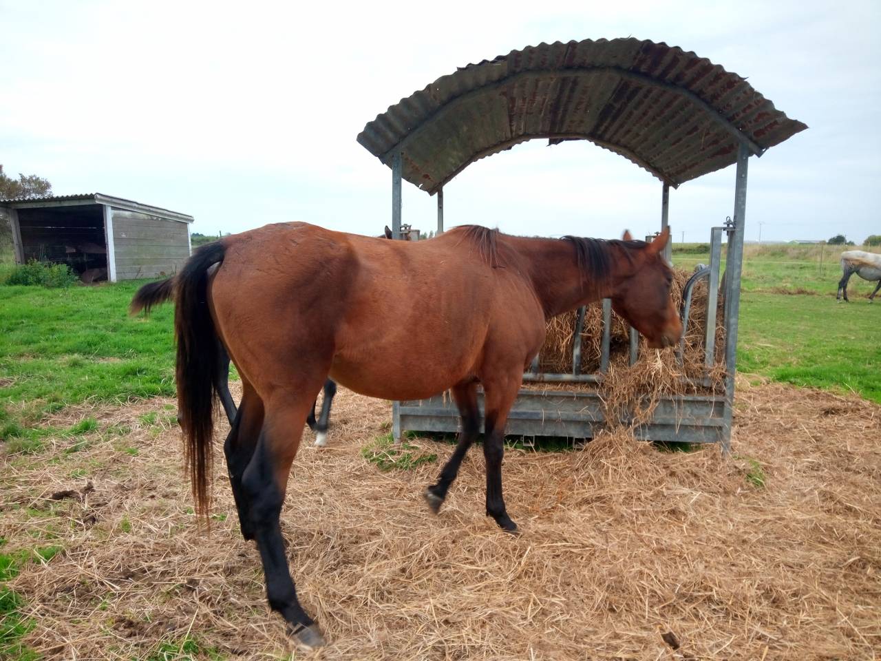 Jument-poulinière ps bai