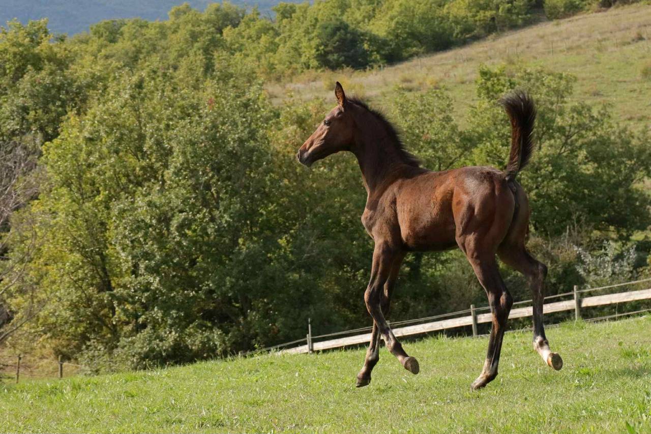 Jolie pouliche Selle Francais 