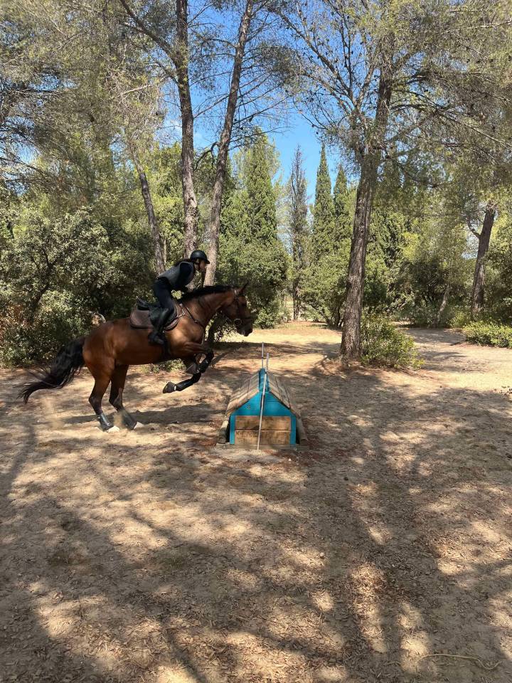 Jument de loisirs à vendre 