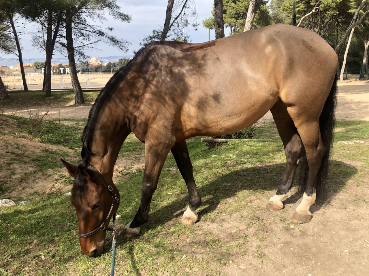 Jument de loisirs à vendre 