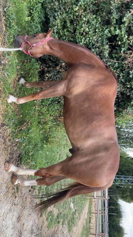 Just a star desetisse