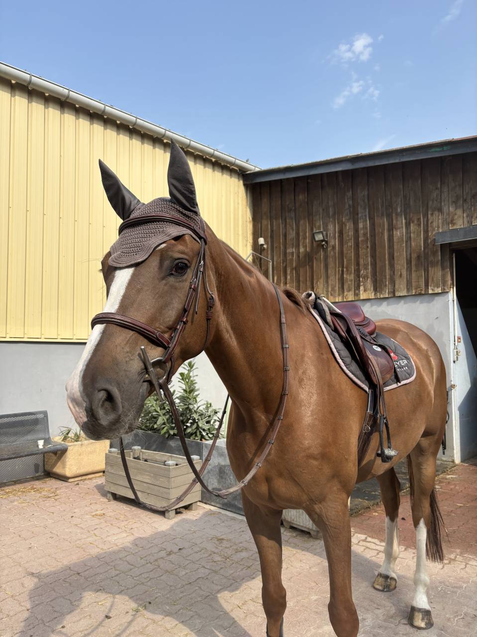 Just a star desetisse