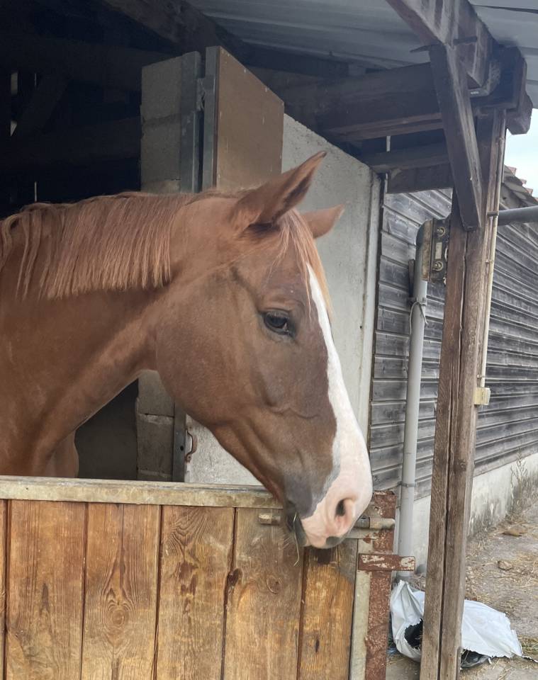 Just a star desetisse