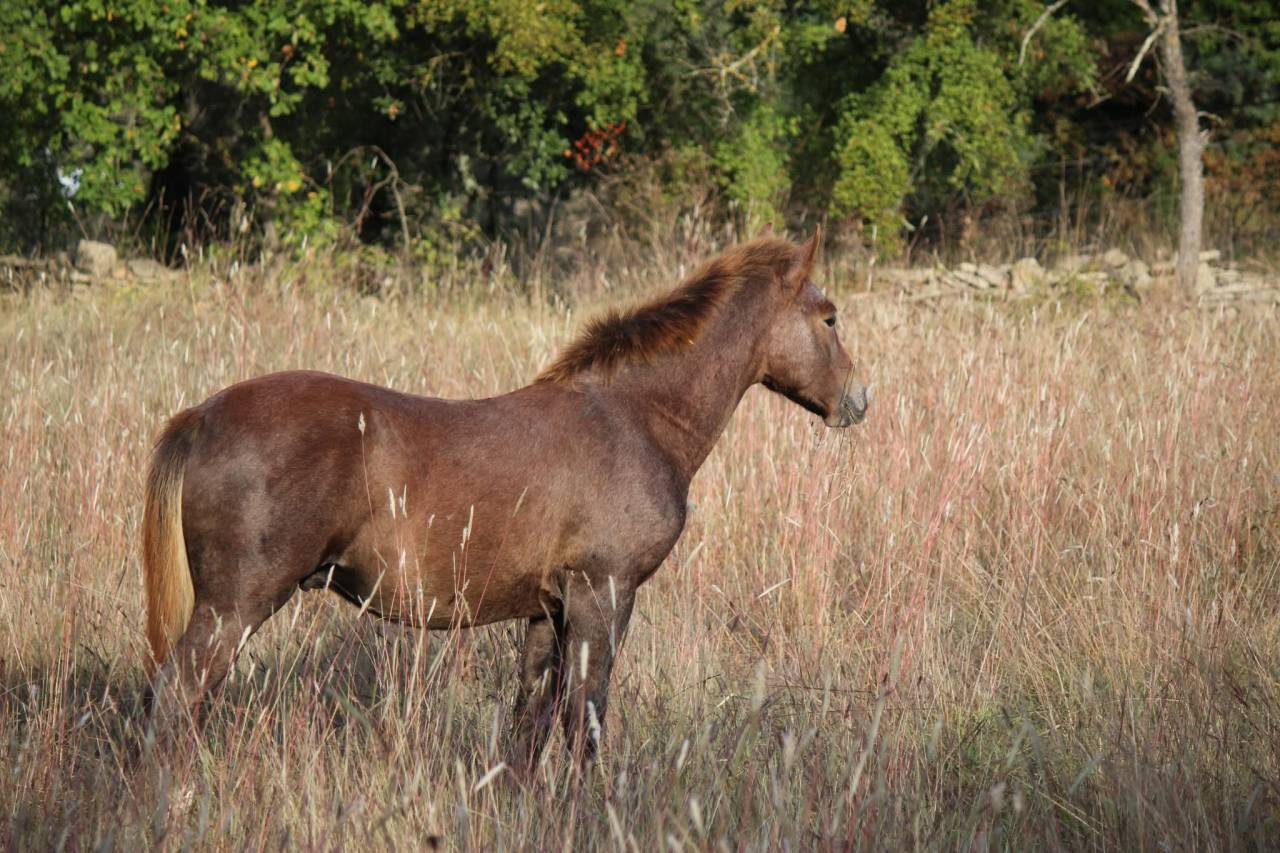 poulain pfs top origines sport