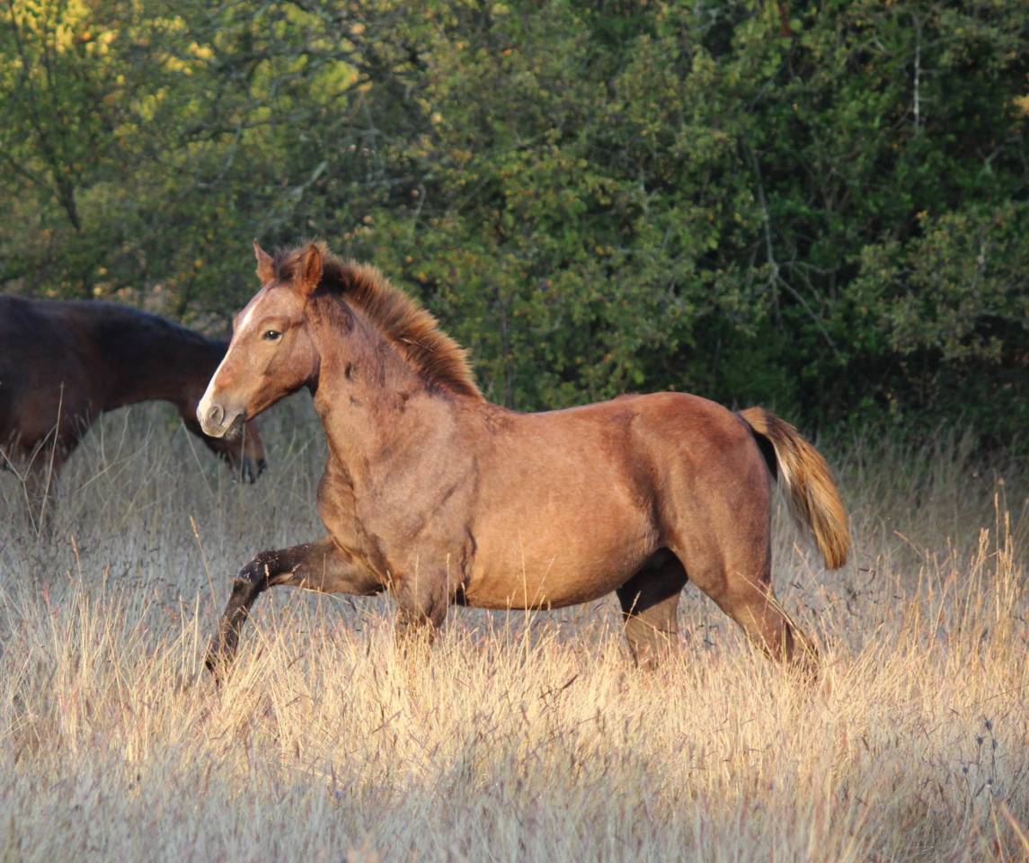 poulain pfs top origines sport