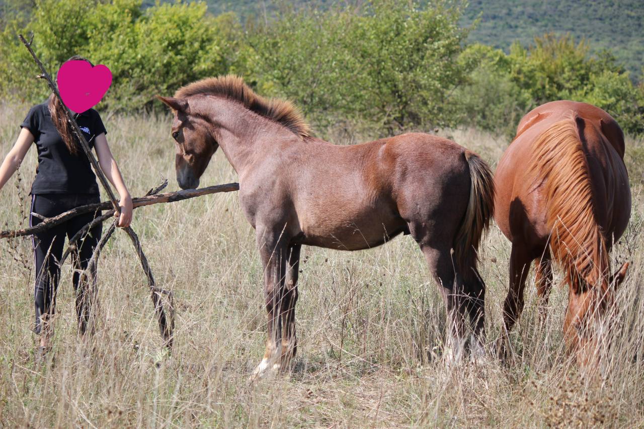 poulain pfs top origines sport