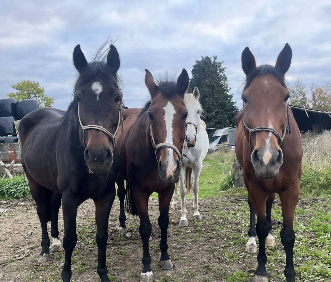 Juments idéal pour l’élevage!