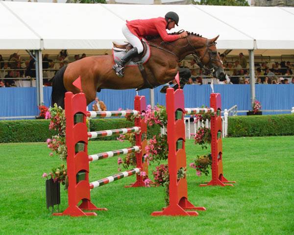 Juments idéal pour l’elevage!