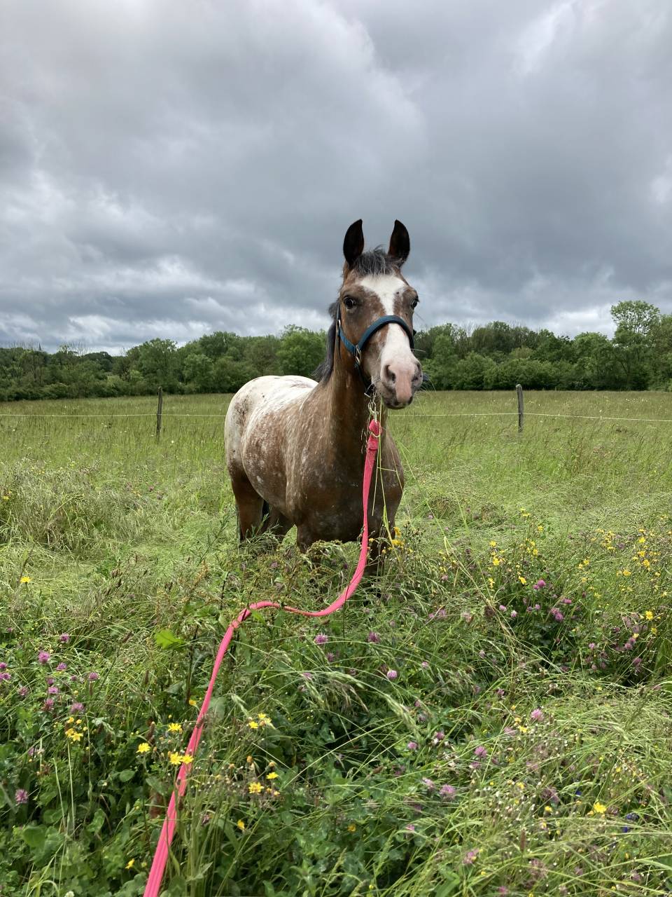 Poney à louer