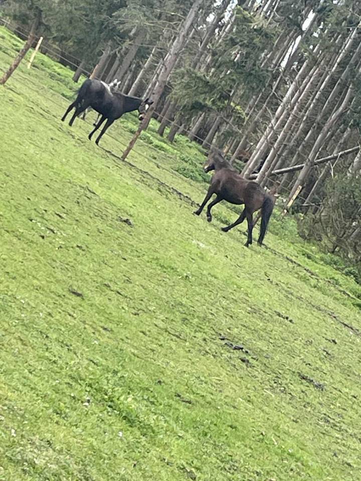 Pension Pr&eacute;s/Boxe - 27320 Nonancourt 