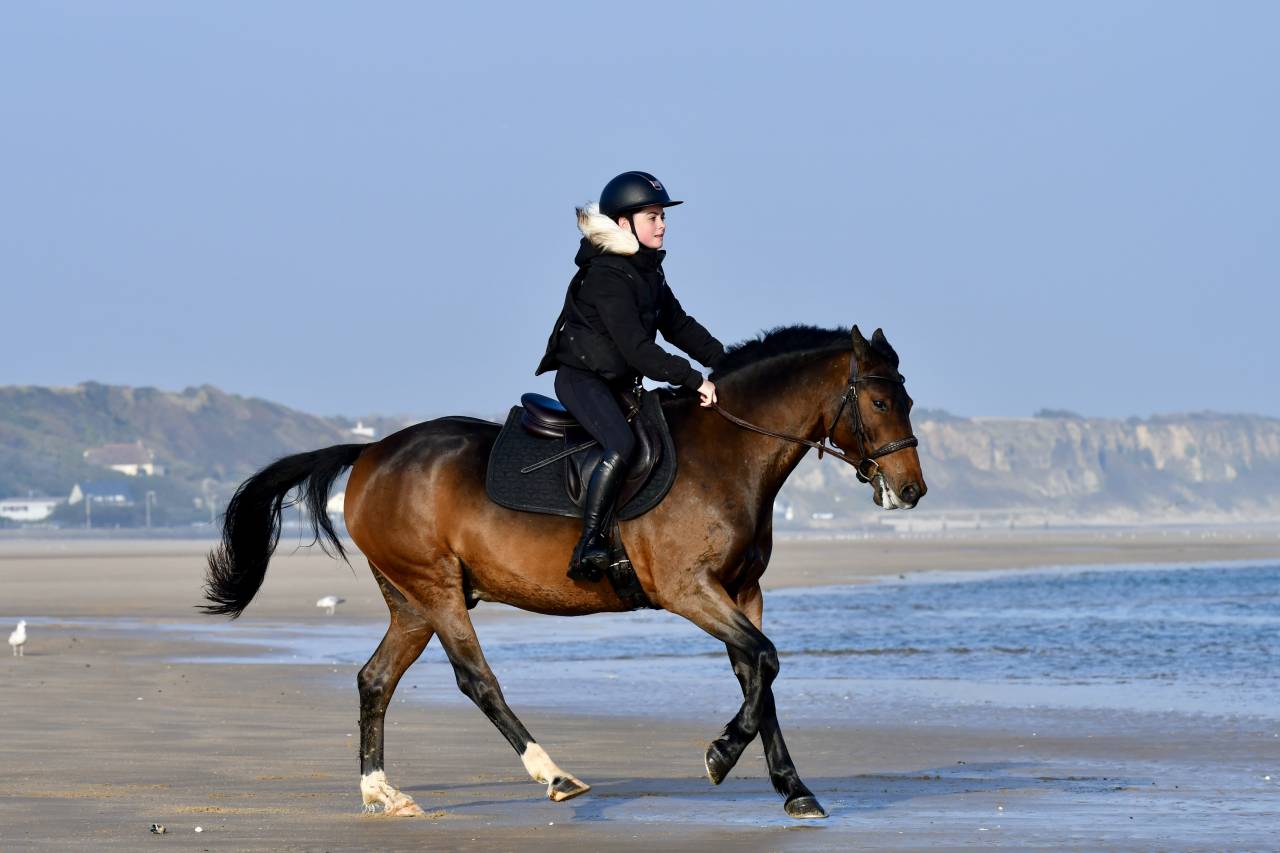 Poney par Safran Landai