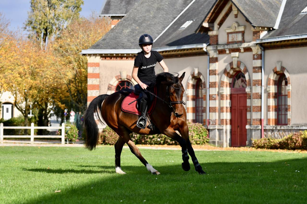 Poney par Safran Landai