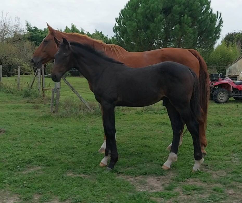 Foal par Pégase van't ruytershof 