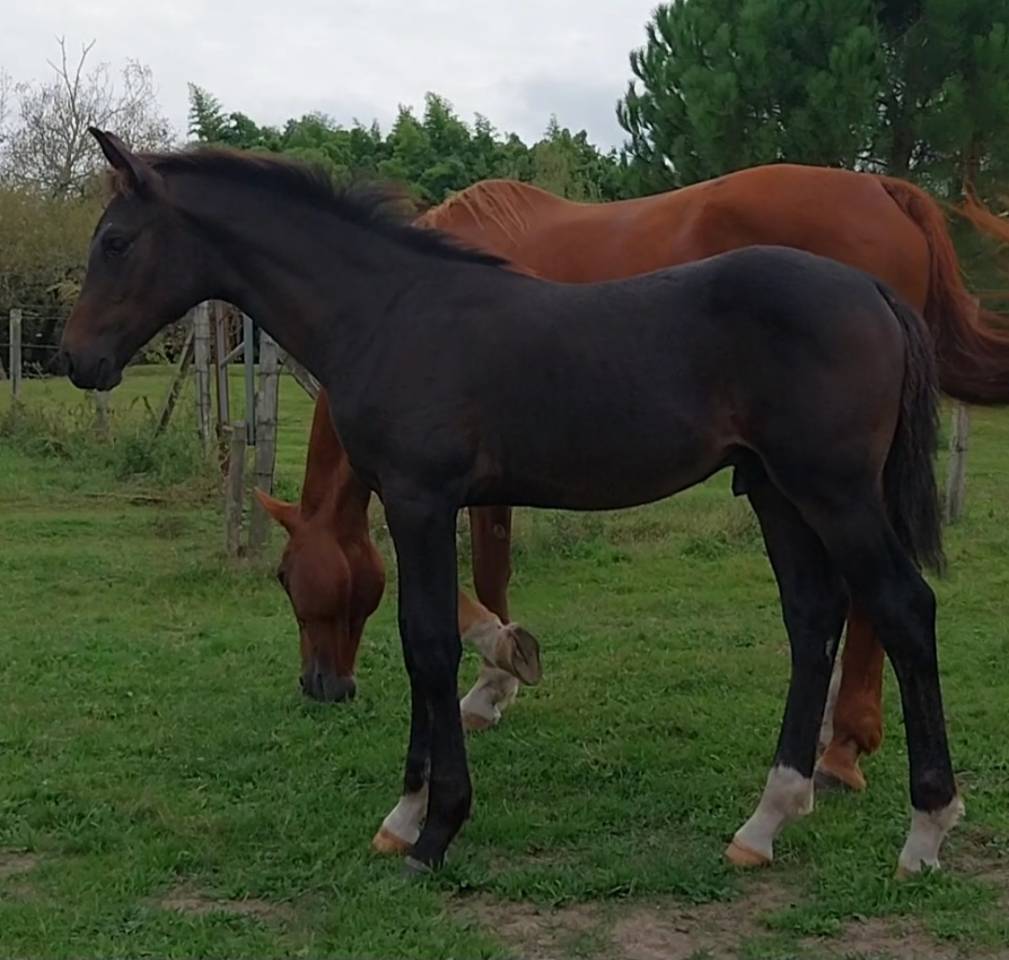 Foal par Pégase van't ruytershof 