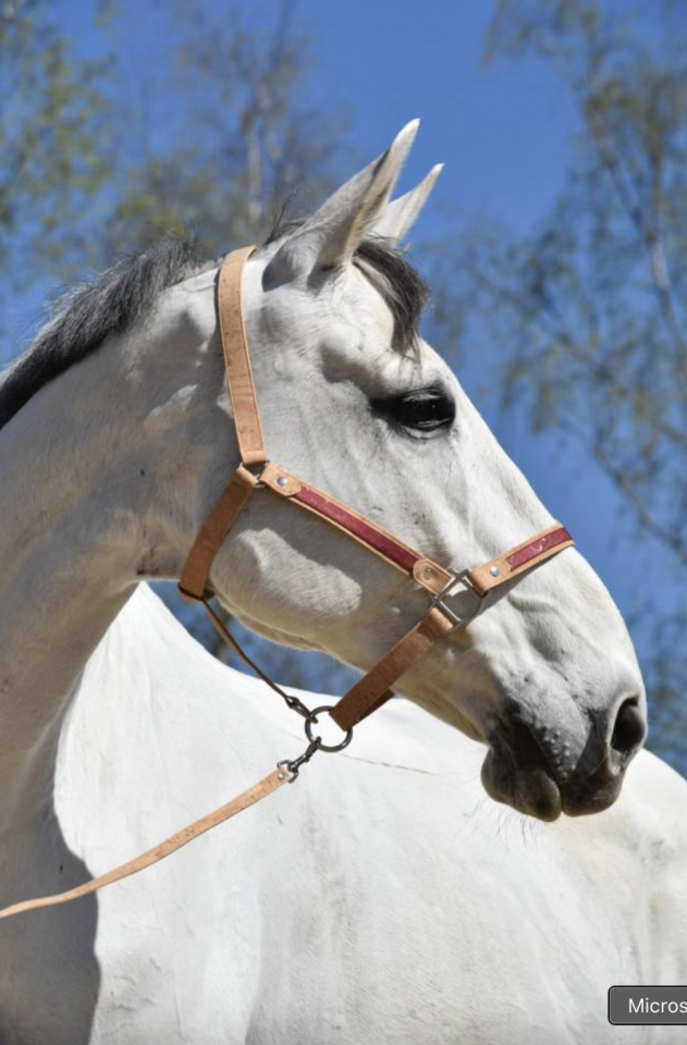 Hongre - SF - 11 ans - CCE