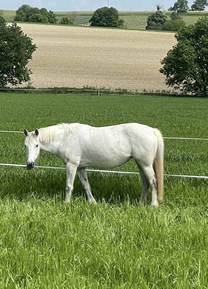 Poulinière pfs pleine de blue tinka tilia
