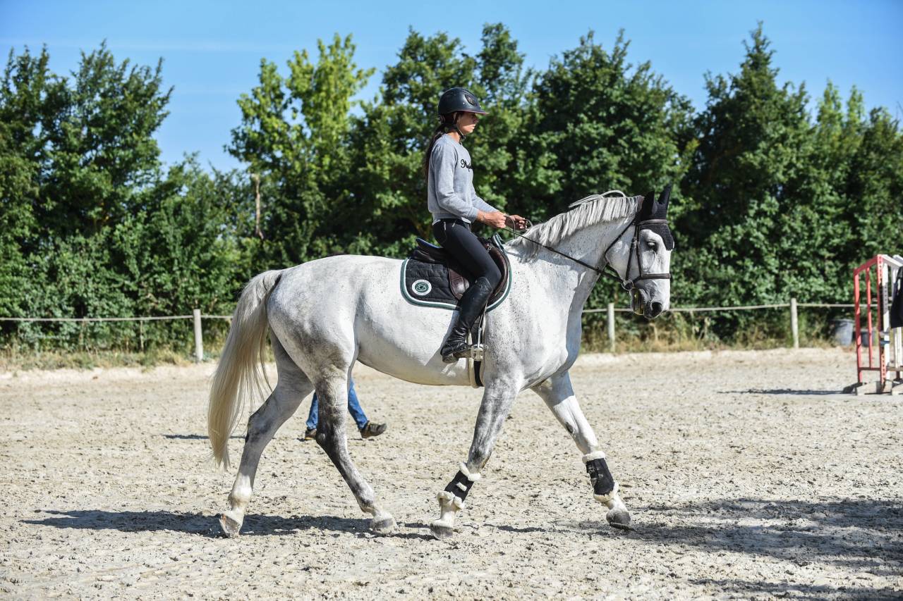 Jument sf pleine de blue tinka tilia 