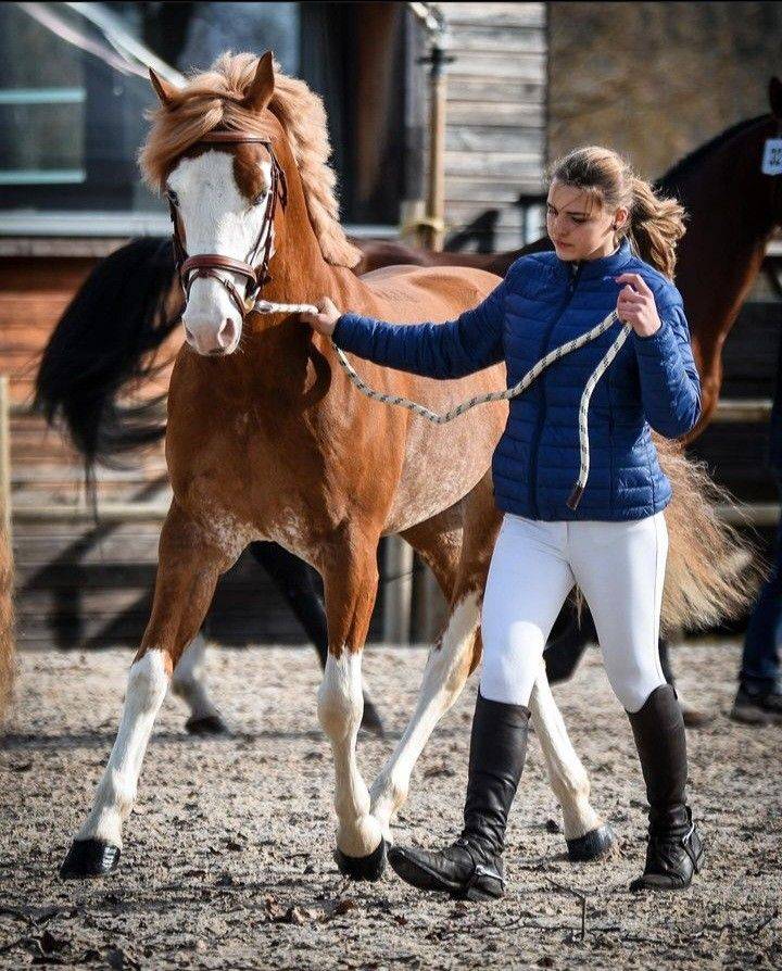 Jument sf pleine de blue tinka tilia 