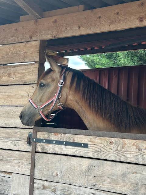 Pouliche KWPN Isabelle 