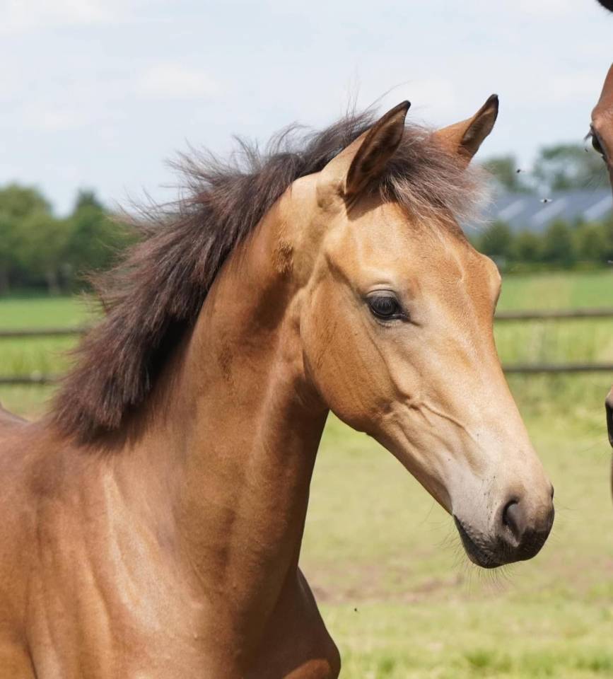 Pouliche KWPN Isabelle 