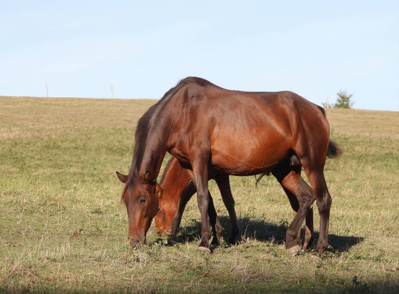Ona ▫️Grande Poulinière PRE