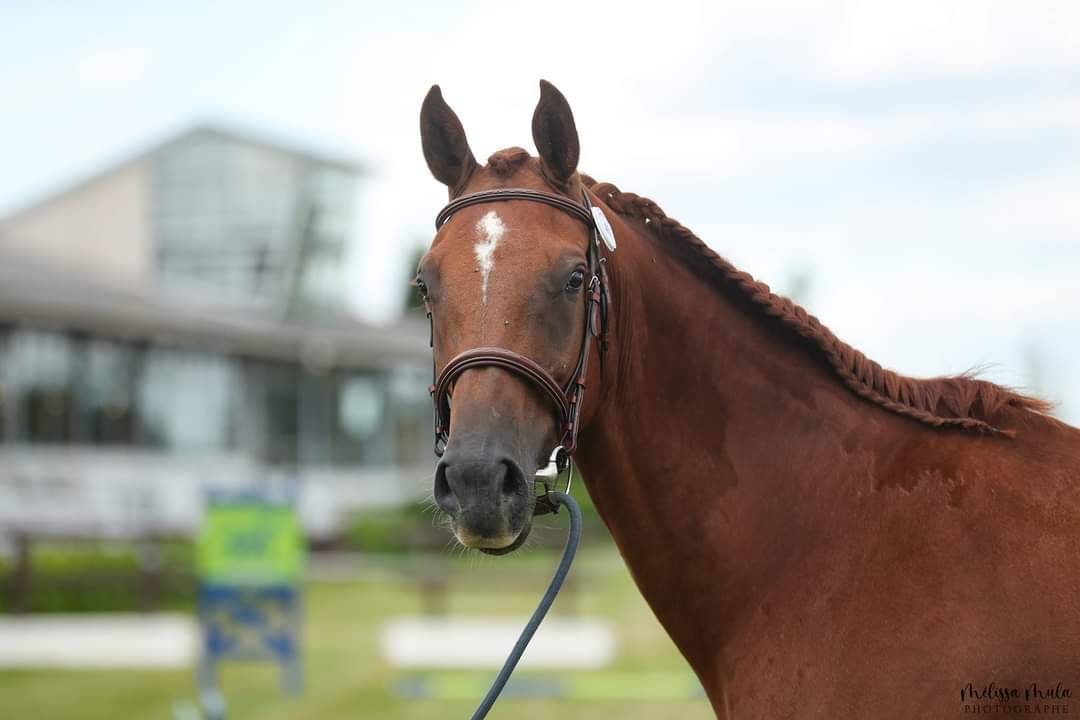 Vente poulinière KWPN 11 ans