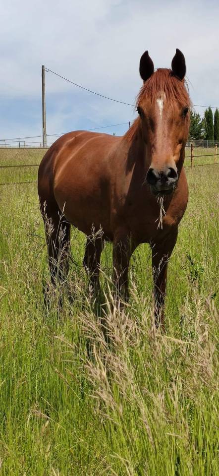 Vente poulinière KWPN 11 ans