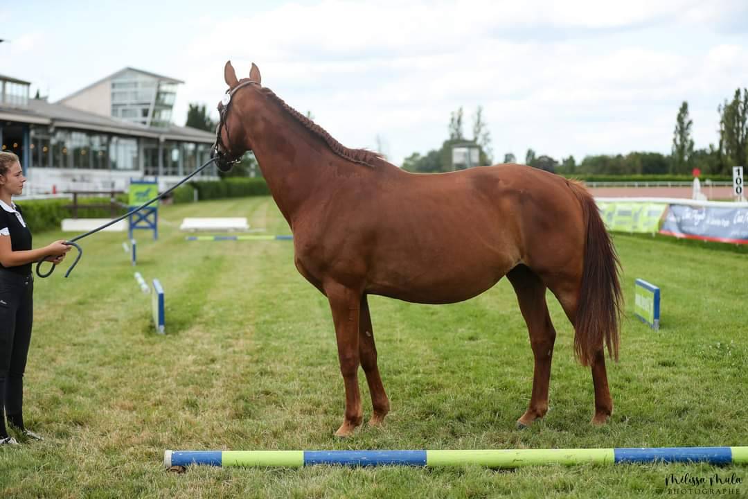 Vente poulinière KWPN 11 ans
