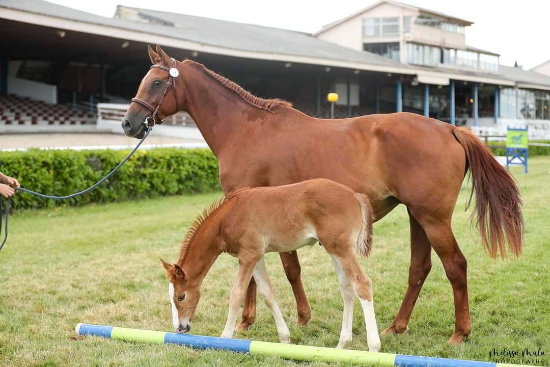 Vente poulinière KWPN 11 ans