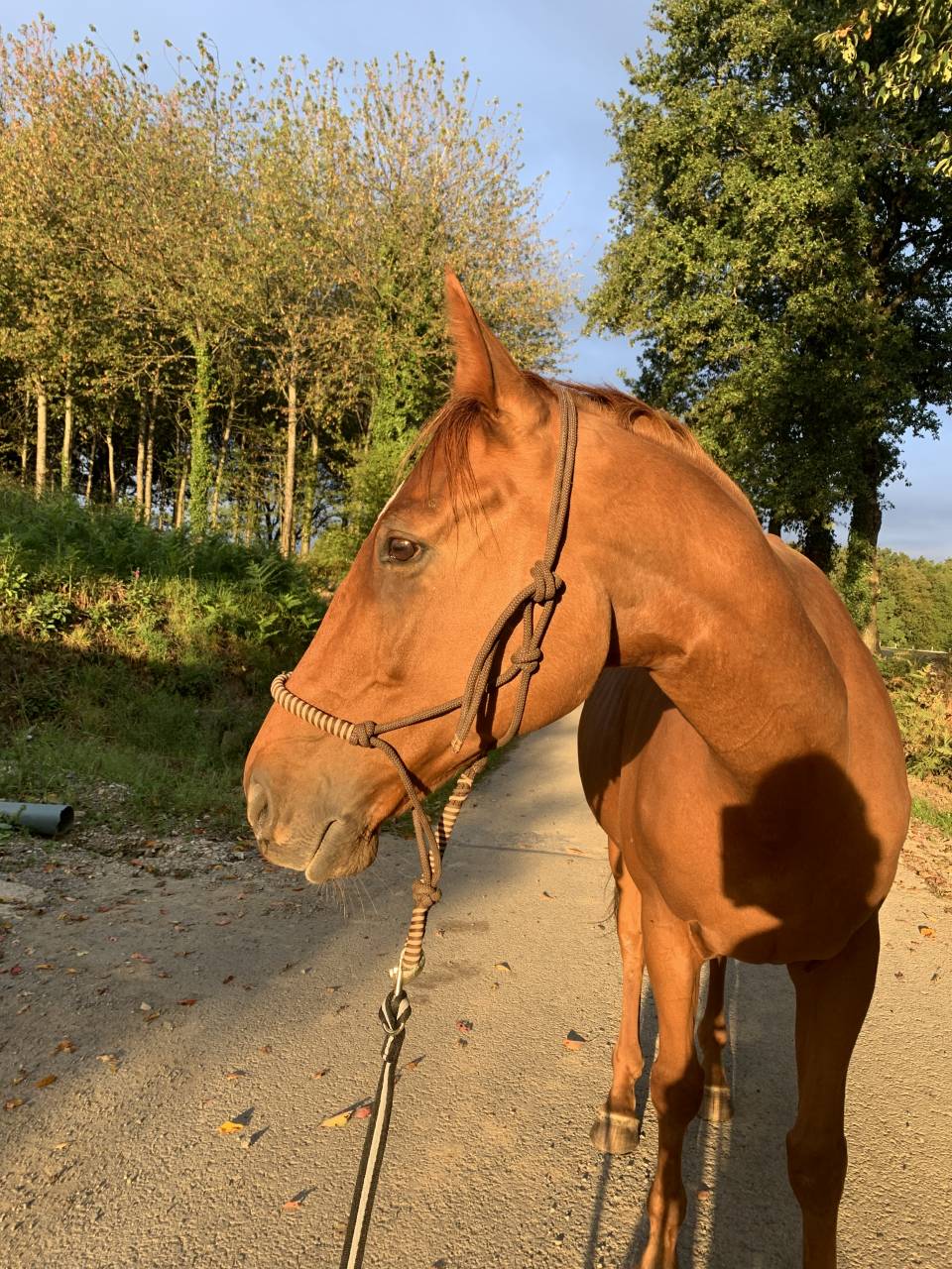 Pur sang hongre 15ans 