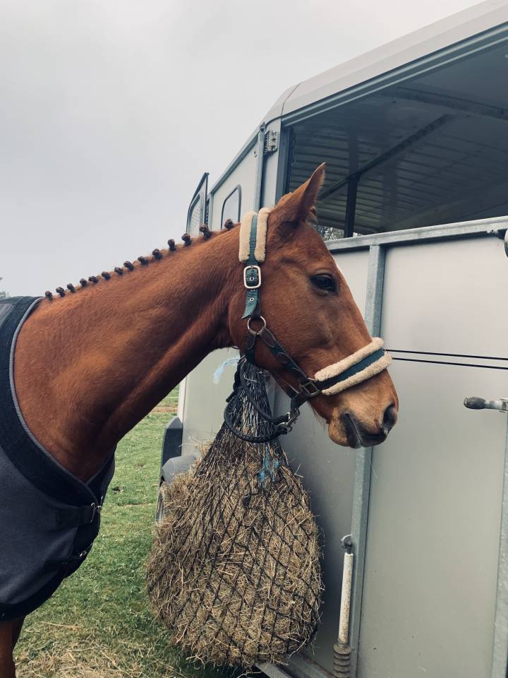 Pur sang hongre 15ans 