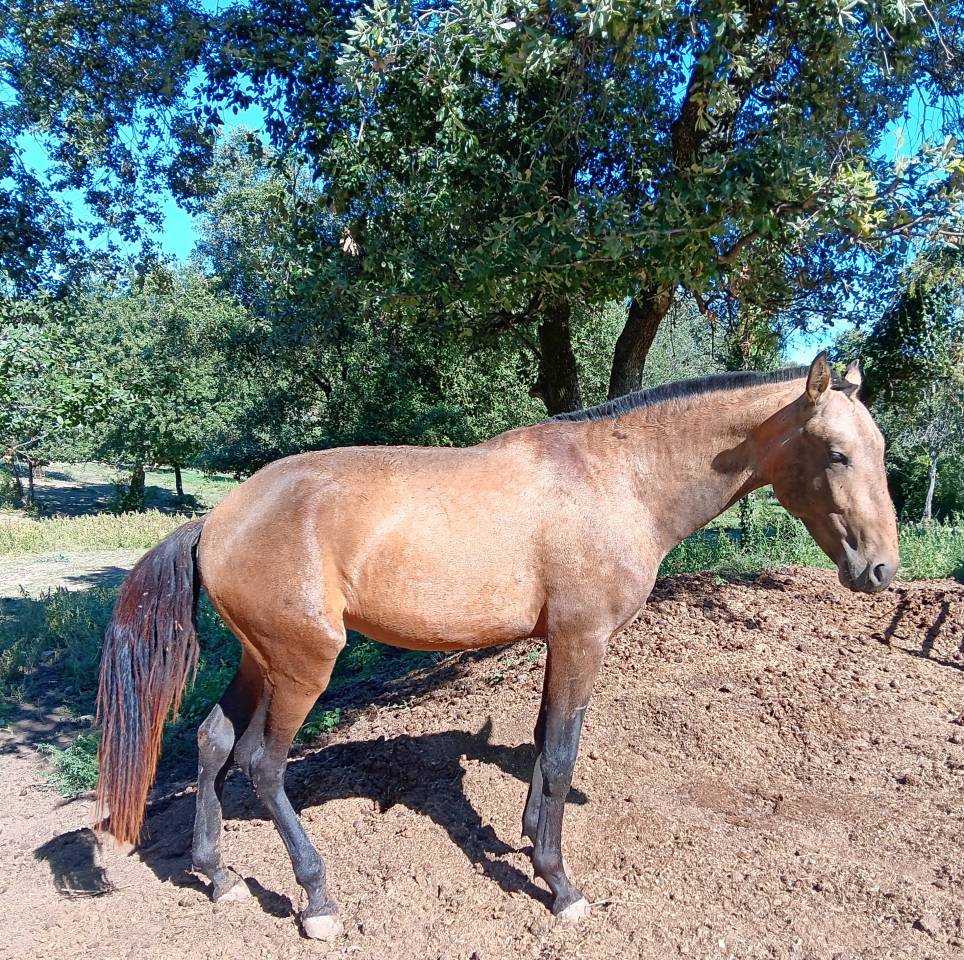  Très  jolis poulains PSL