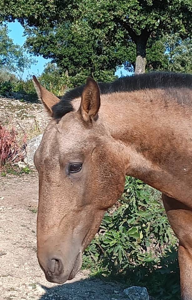  Très  jolis poulains PSL