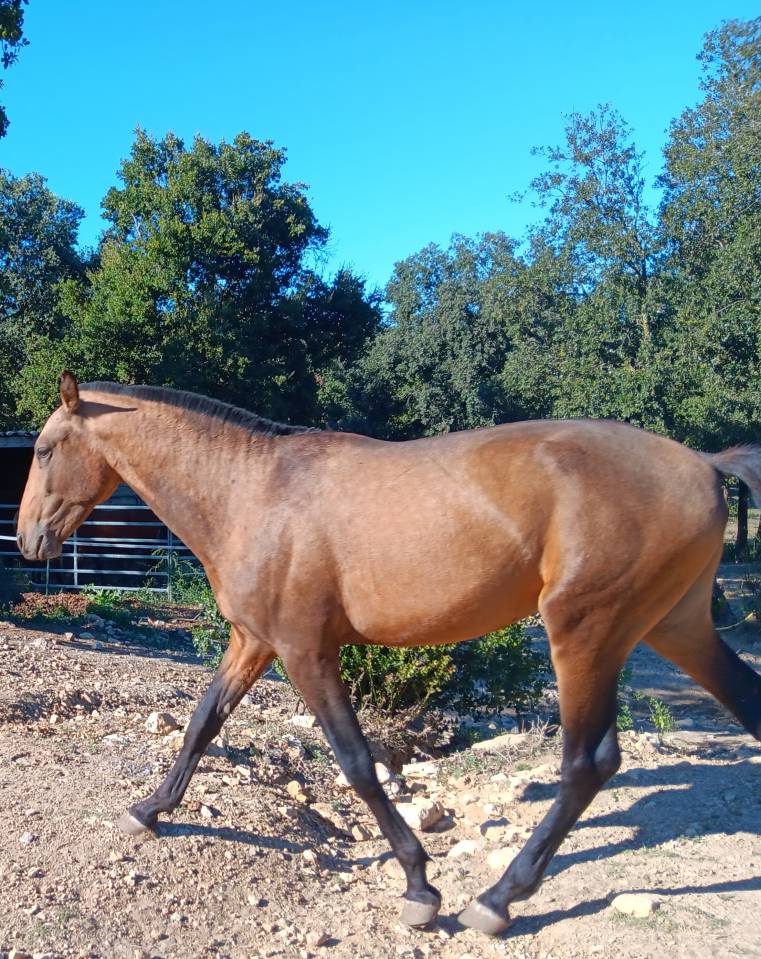 Très  jolis poulains PSL