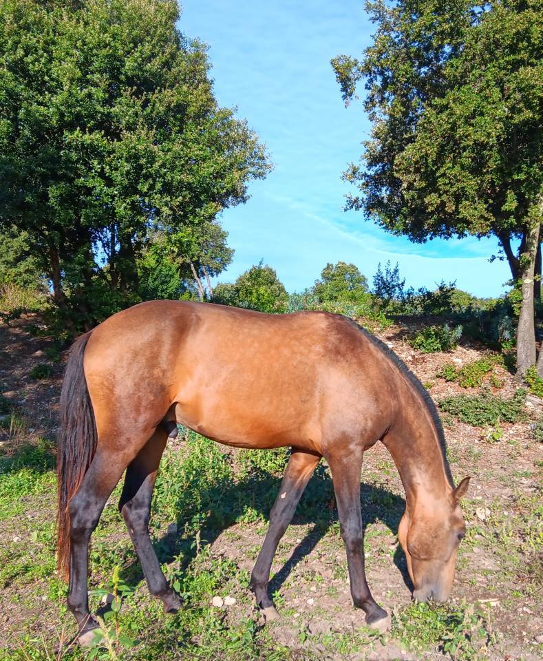  Très  jolis poulains PSL