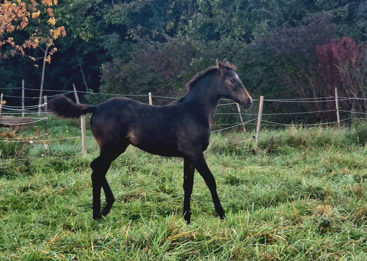 Foal, tres belle souche maternelle 