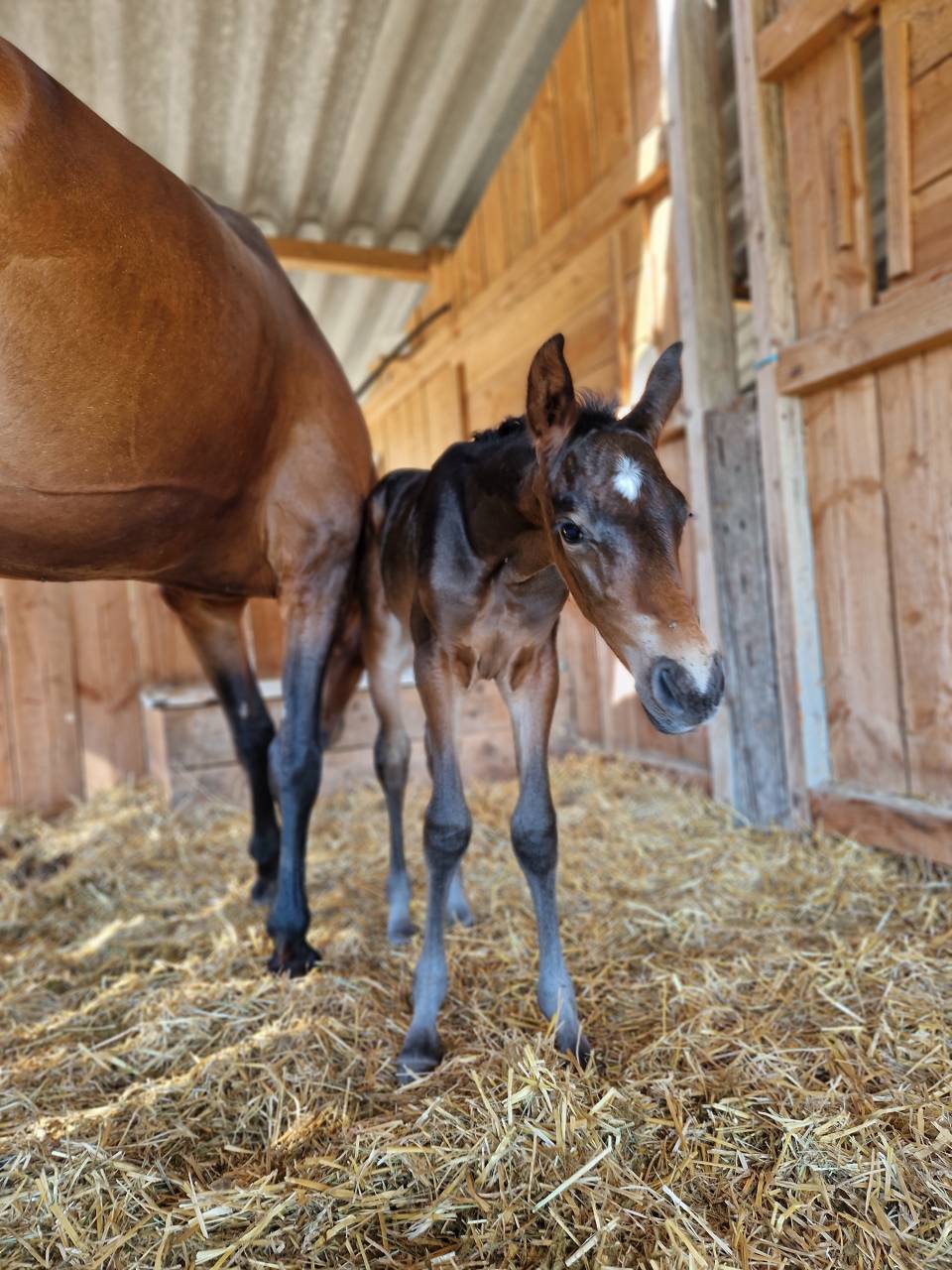 Foal, tres belle souche maternelle 