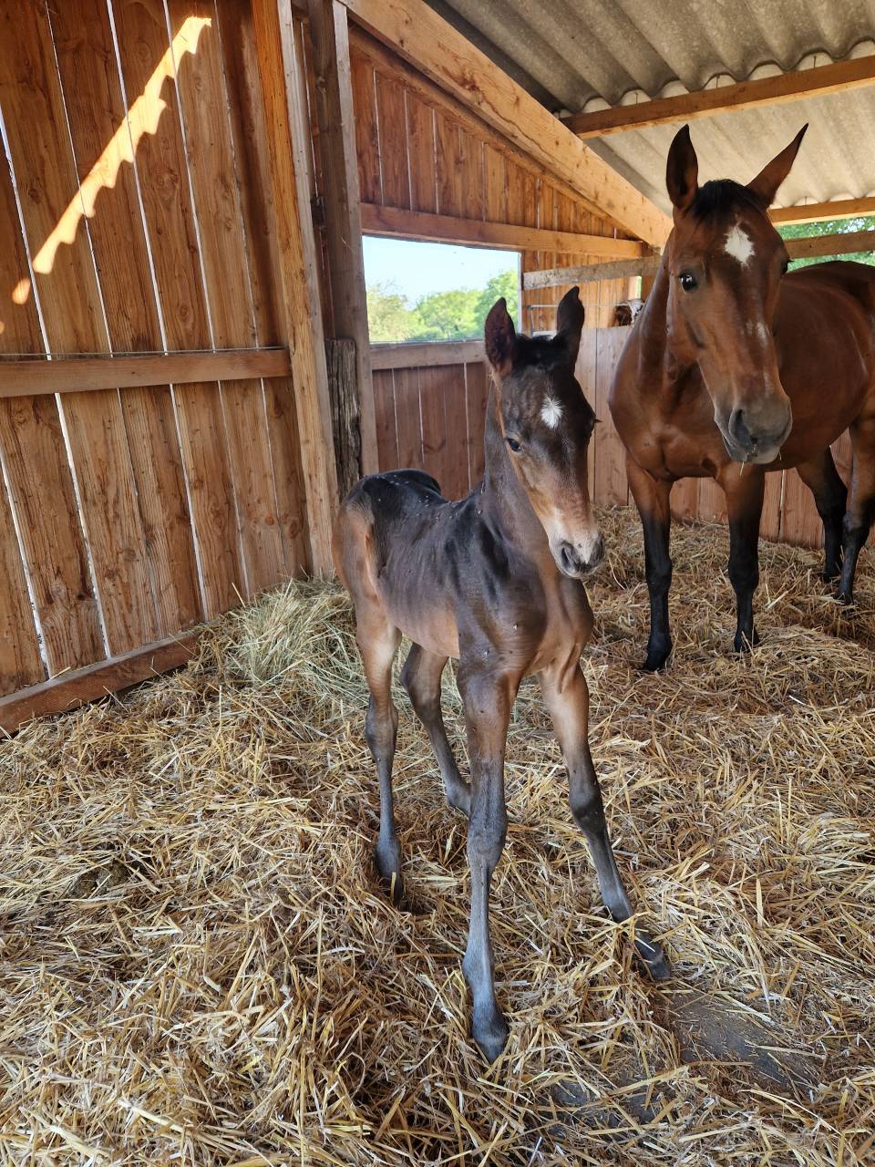 Foal, tres belle souche maternelle 