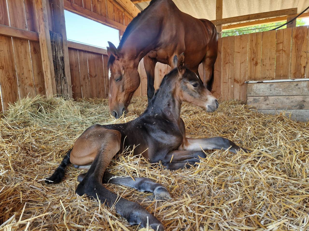 Foal, tres belle souche maternelle 