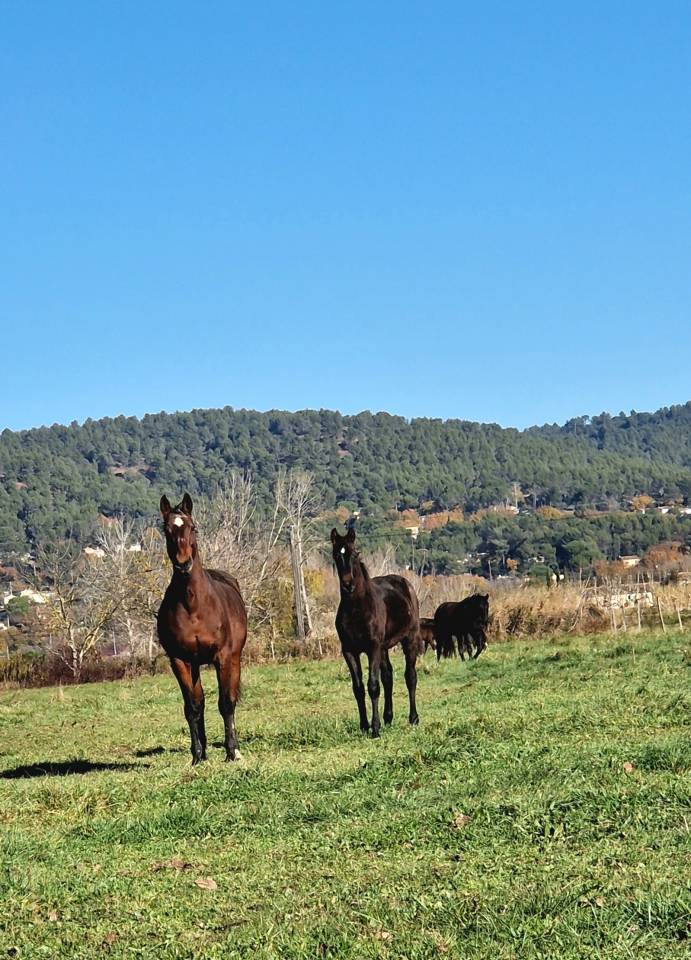 Foal, tres belle souche maternelle 