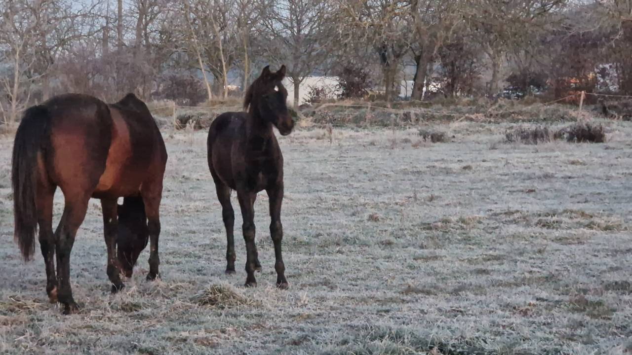 Foal, tres belle souche maternelle 