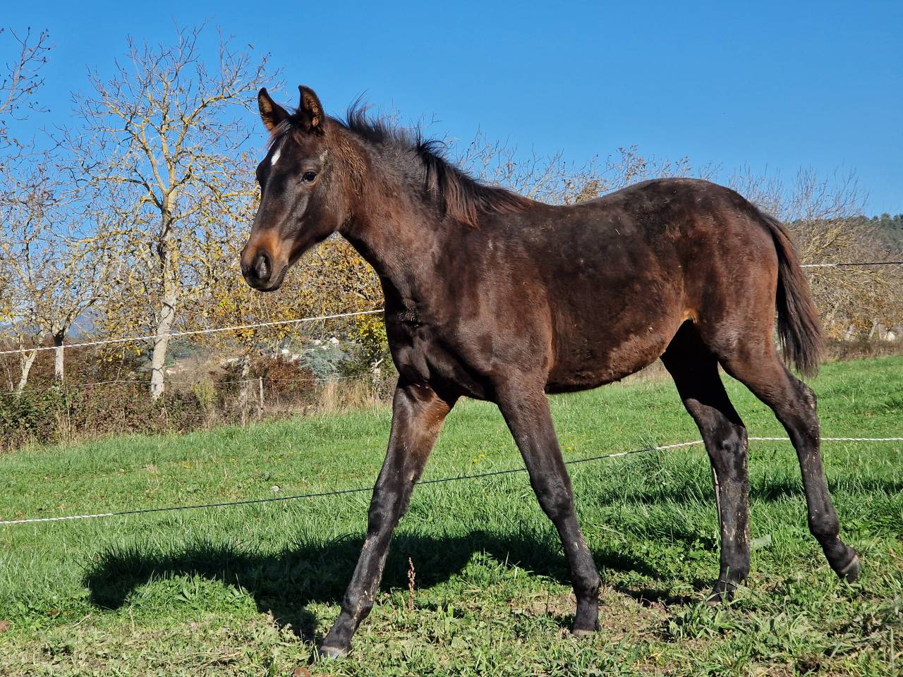 Foal, tres belle souche maternelle 
