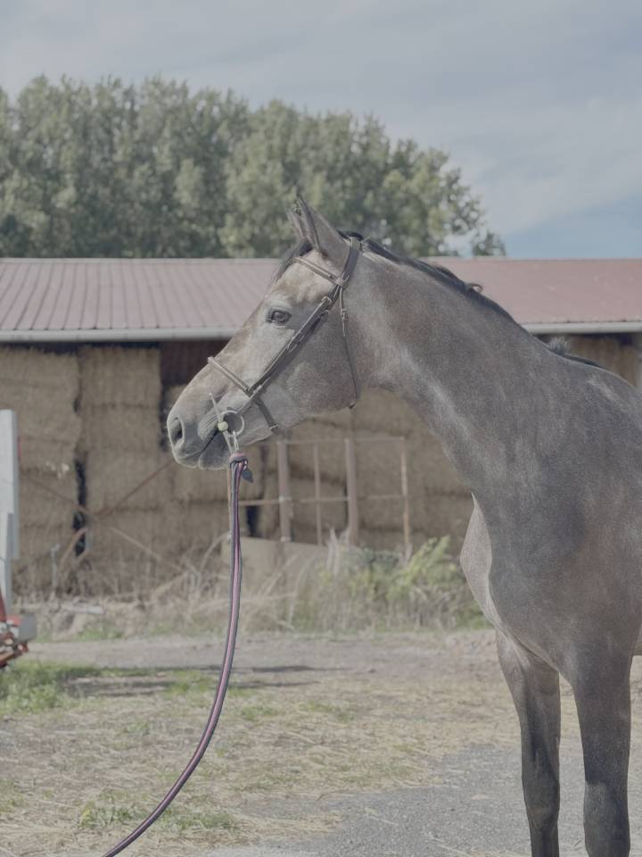 Hongre 3 ans par Chacoon Blue x Nabab de Rêve 