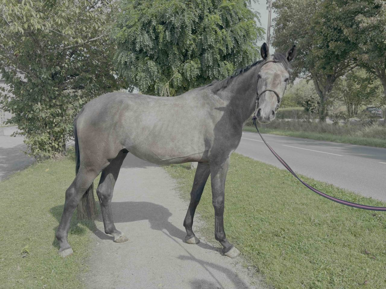 Hongre 3 ans par Chacoon Blue x Nabab de Rêve 