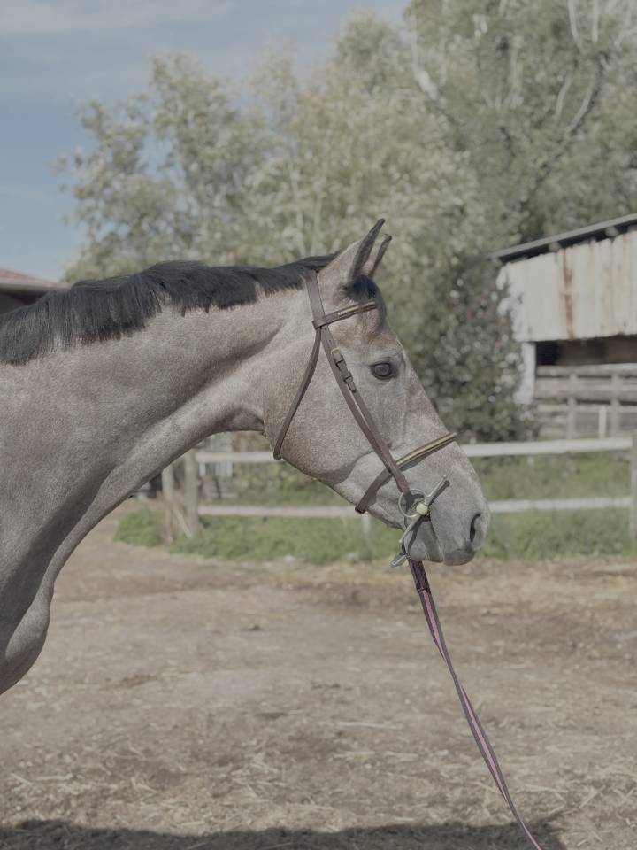 Hongre 3 ans par Chacoon Blue x Nabab de Rêve 