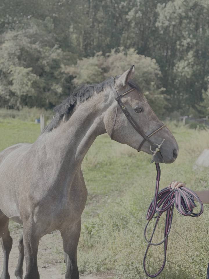 Hongre 3 ans par Chacoon Blue x Nabab de Rêve 