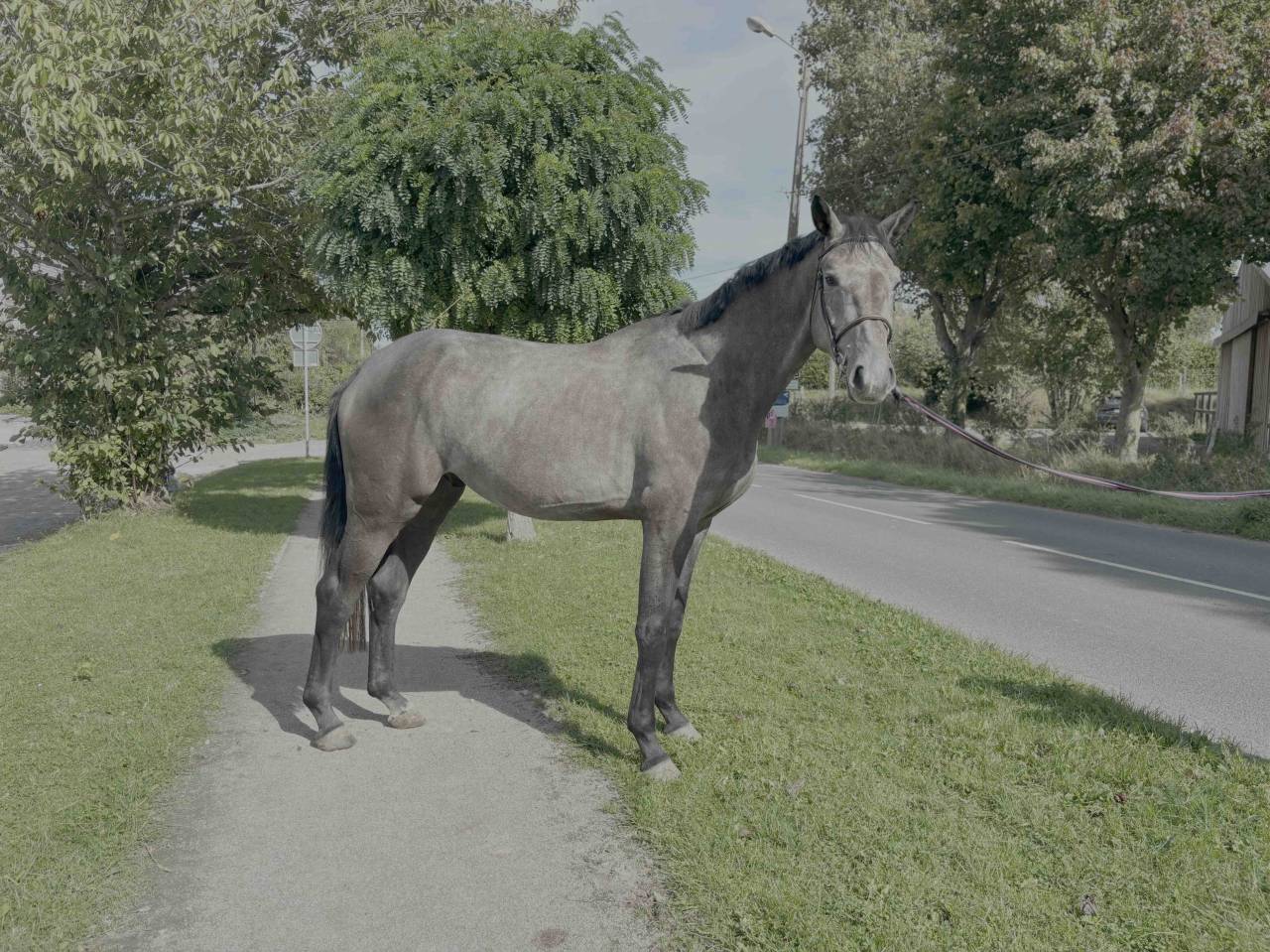 Hongre 3 ans par Chacoon Blue x Nabab de Rêve 