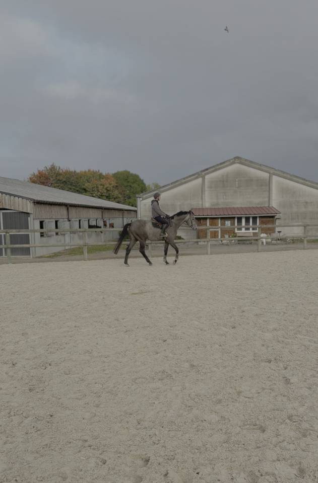Hongre 3 ans par Chacoon Blue x Nabab de Rêve 